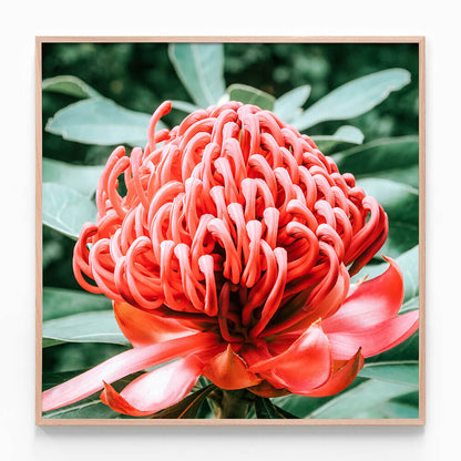 Rouge Waratah