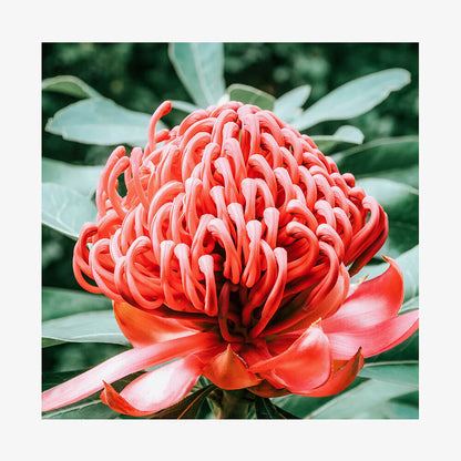Rouge Waratah