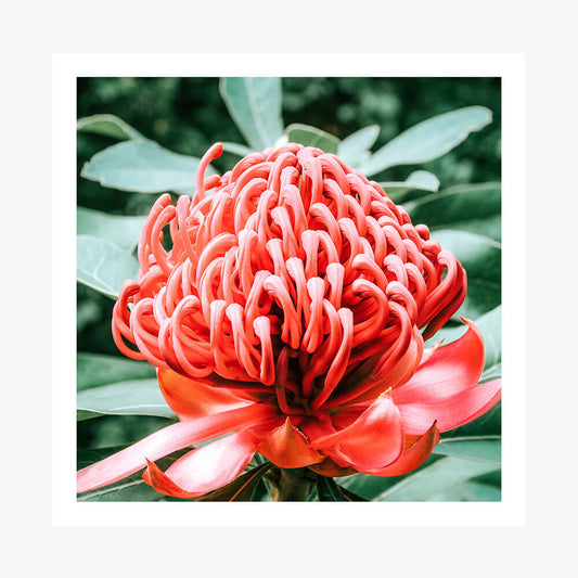 Rouge Waratah
