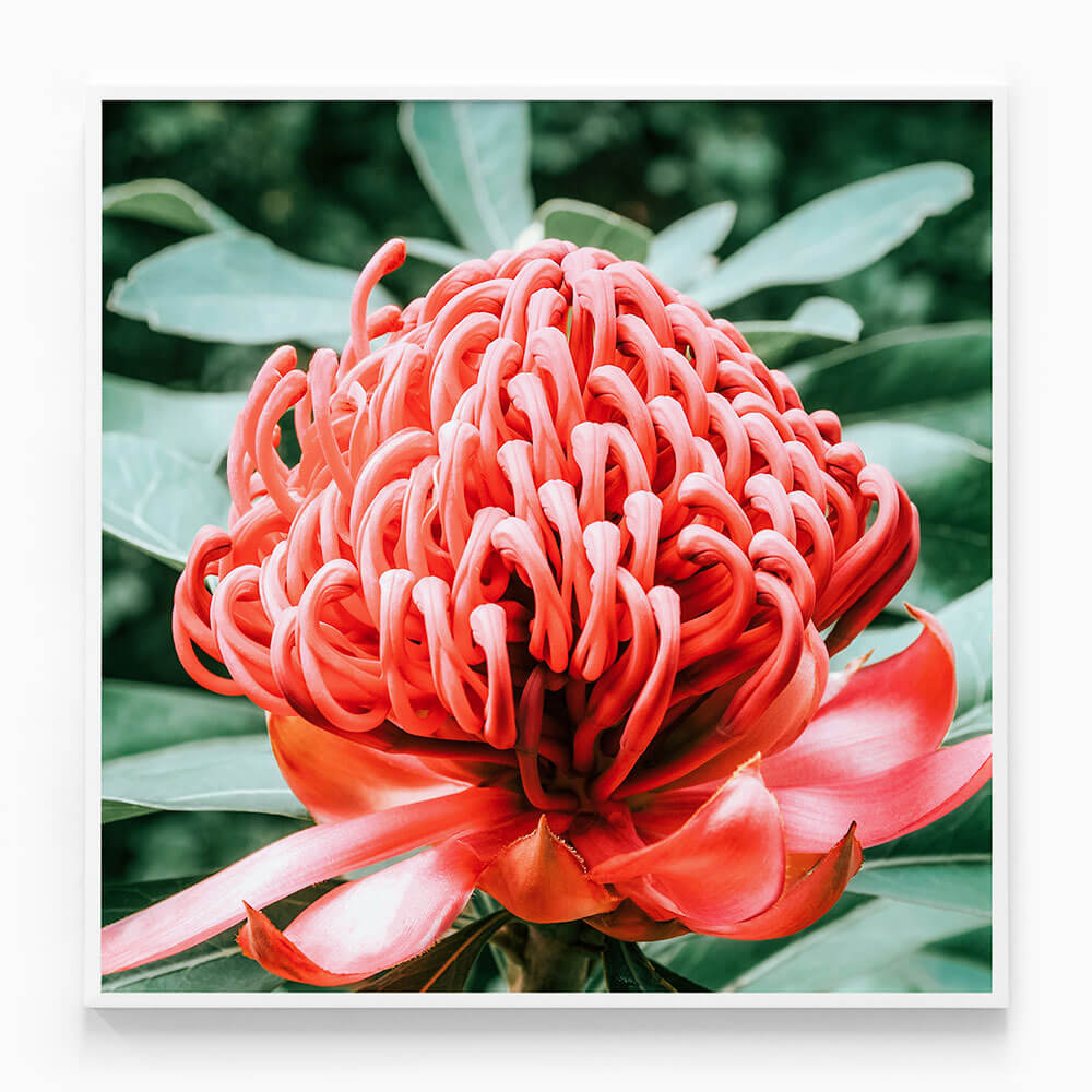 Rouge Waratah
