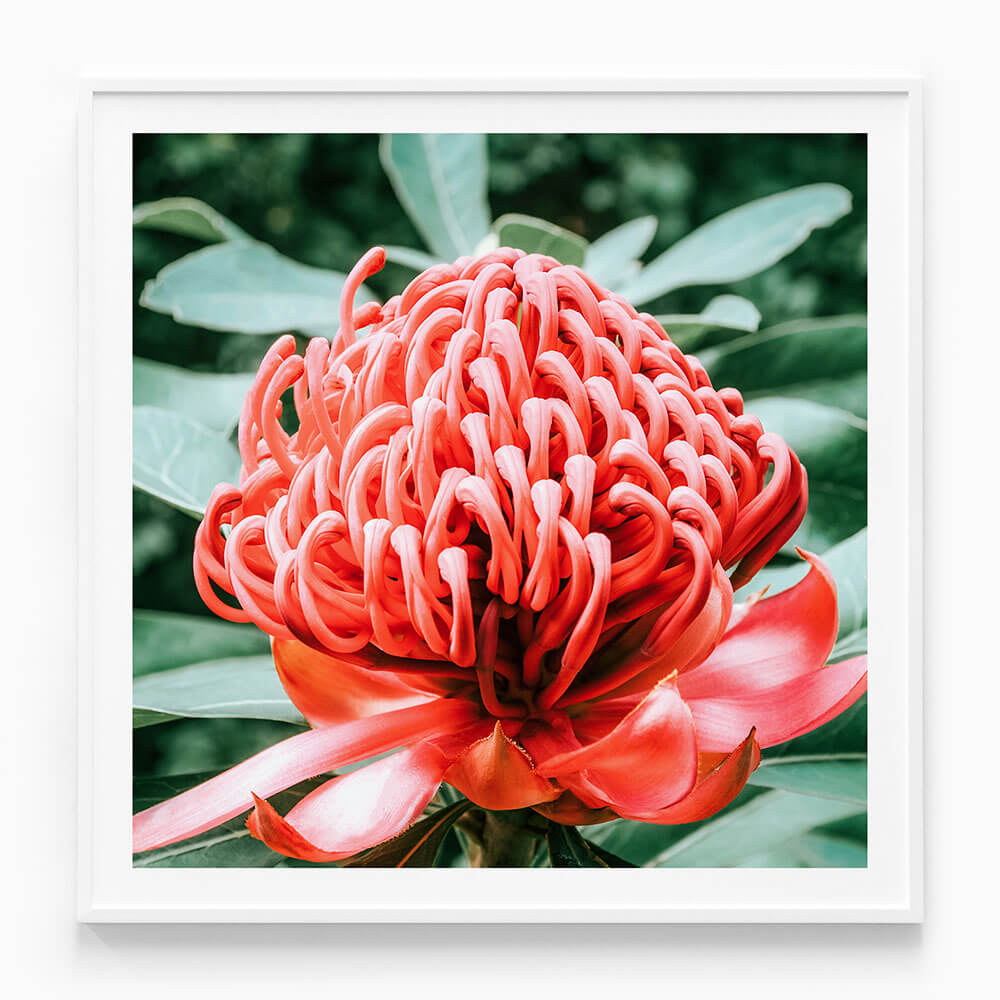 Rouge Waratah