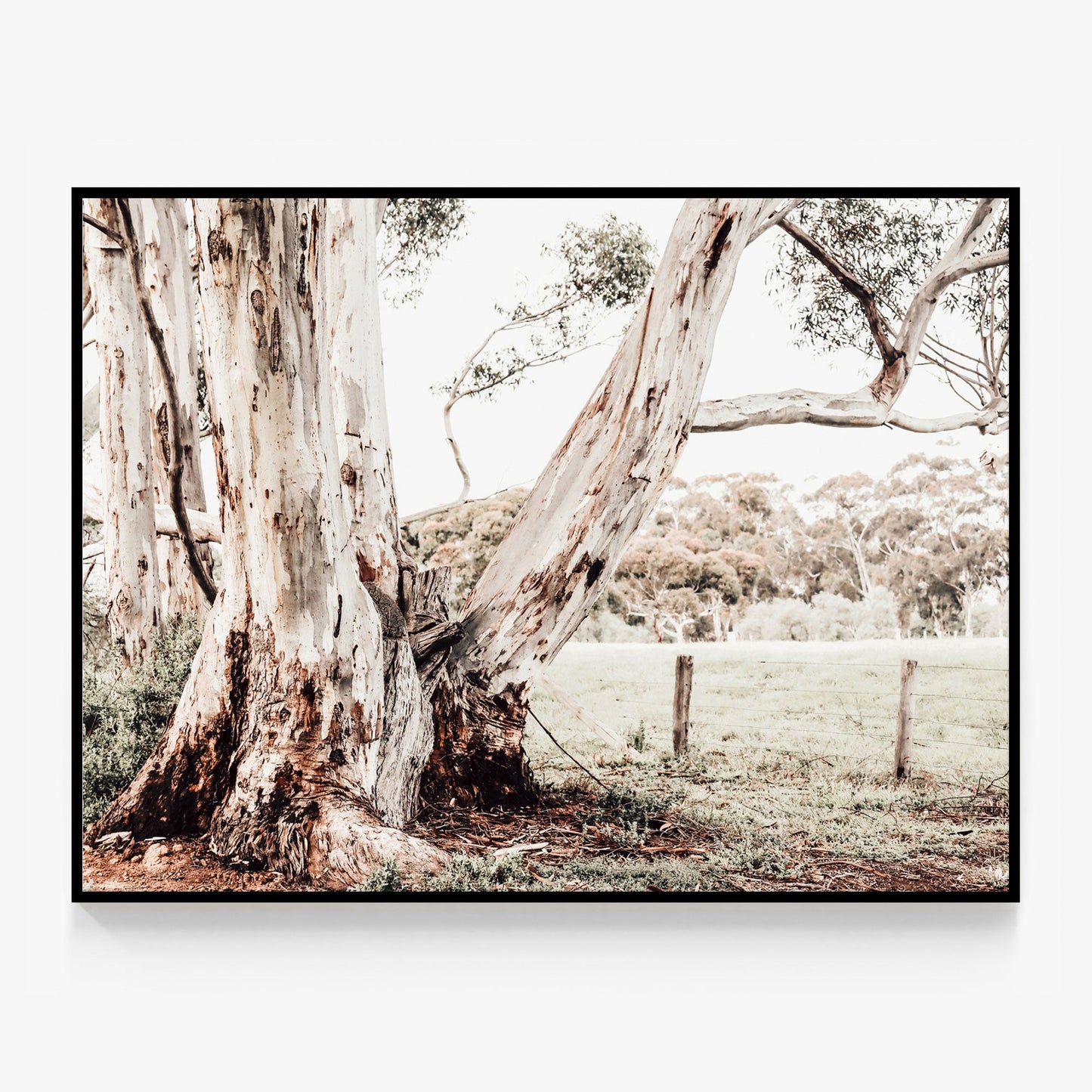 Rural Australia Canvas