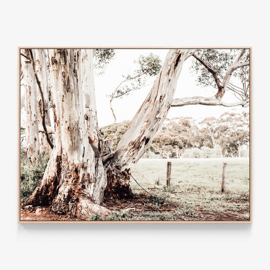 Rural Australia Canvas wall art with oak float frame