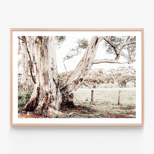 A framed photographic print featuring a rural Australian farming landscape with a large eucalyptus tree.