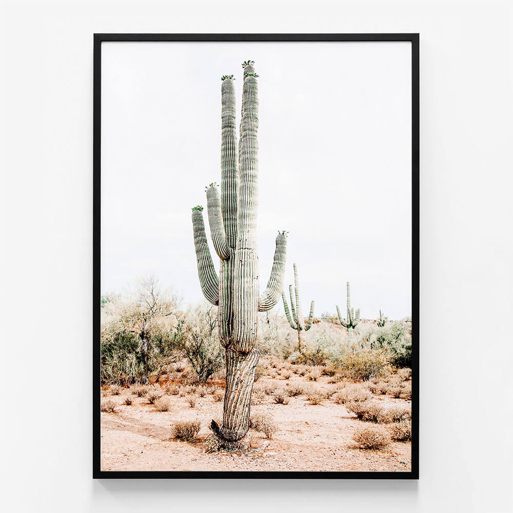 Saguaro