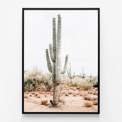 Saguaro