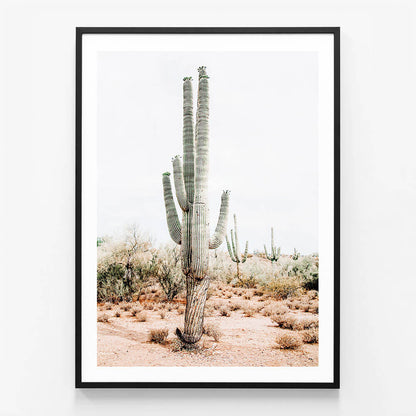Saguaro