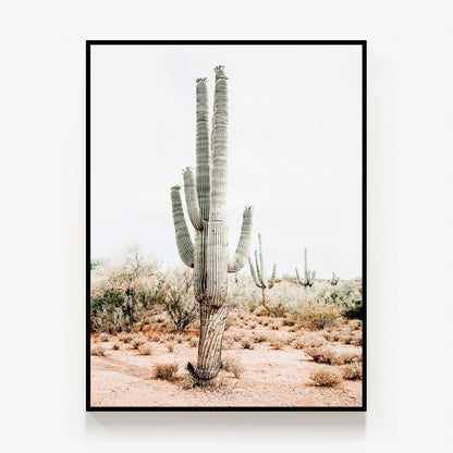 Saguaro Canvas