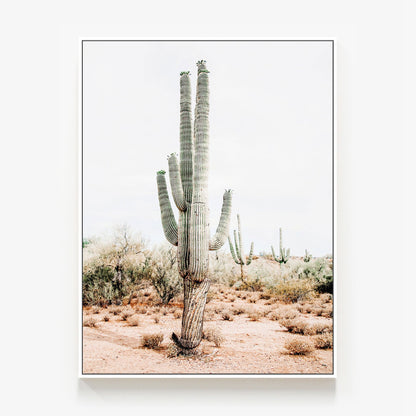 Saguaro Canvas