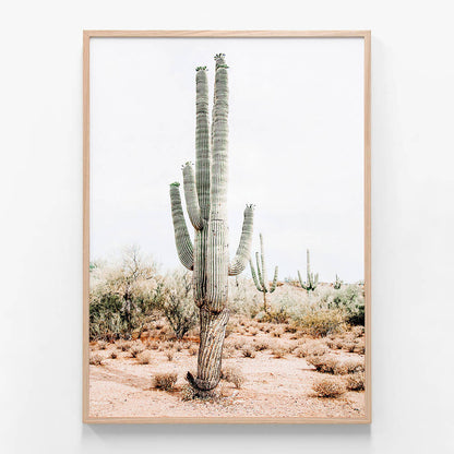 Saguaro