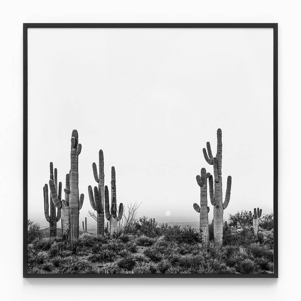 Saguaro Sunrise