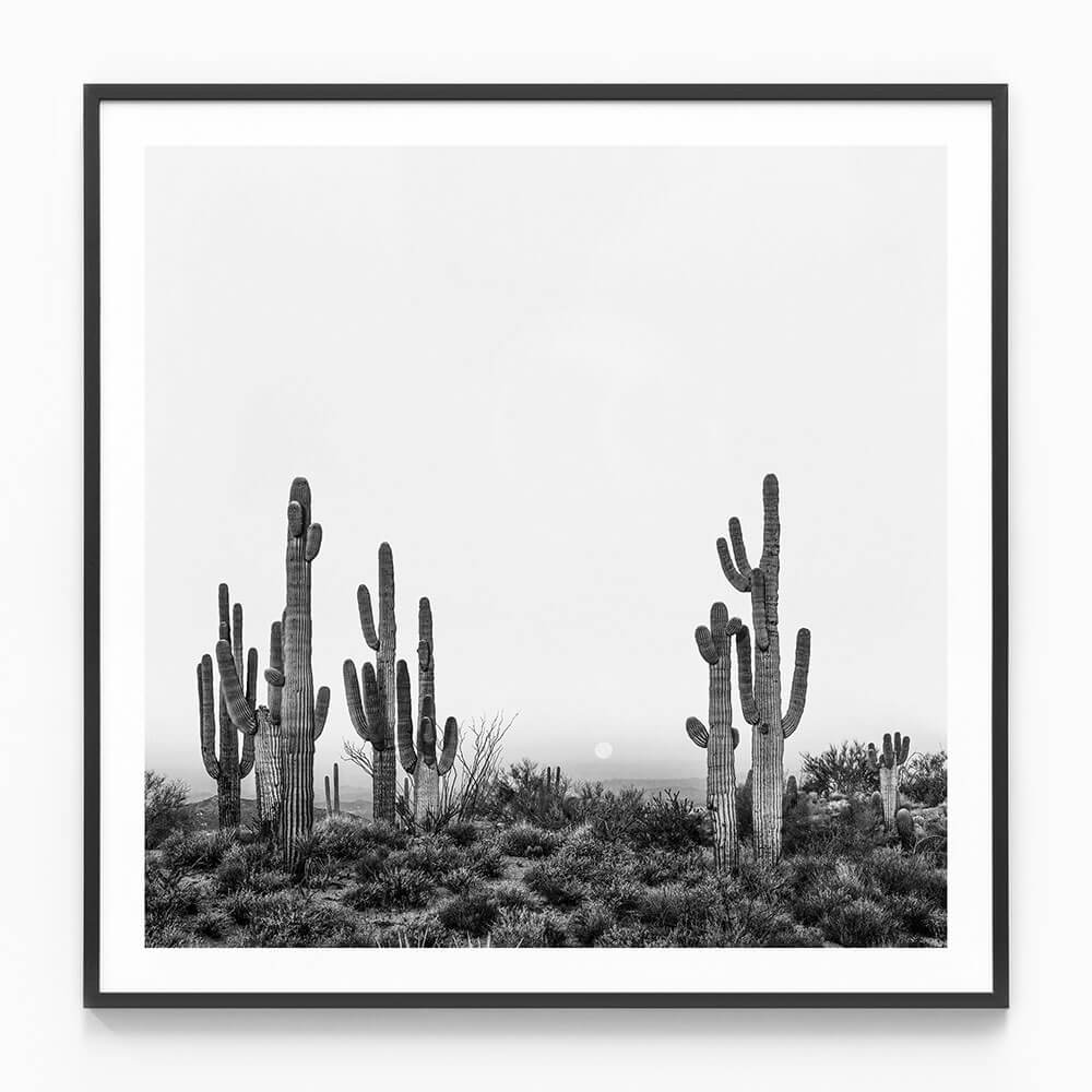 Saguaro Sunrise