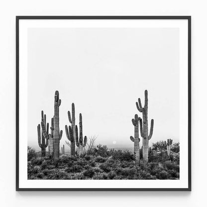 Saguaro Sunrise