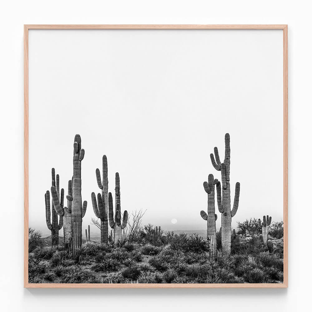 Saguaro Sunrise