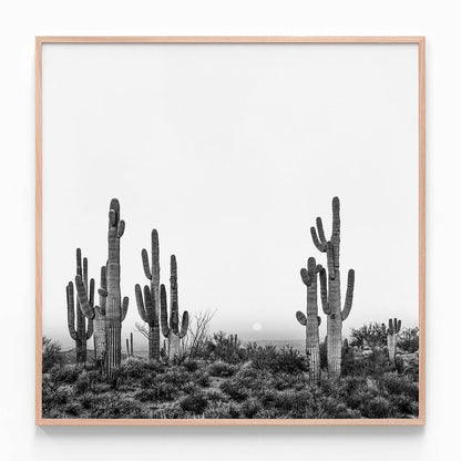 Saguaro Sunrise