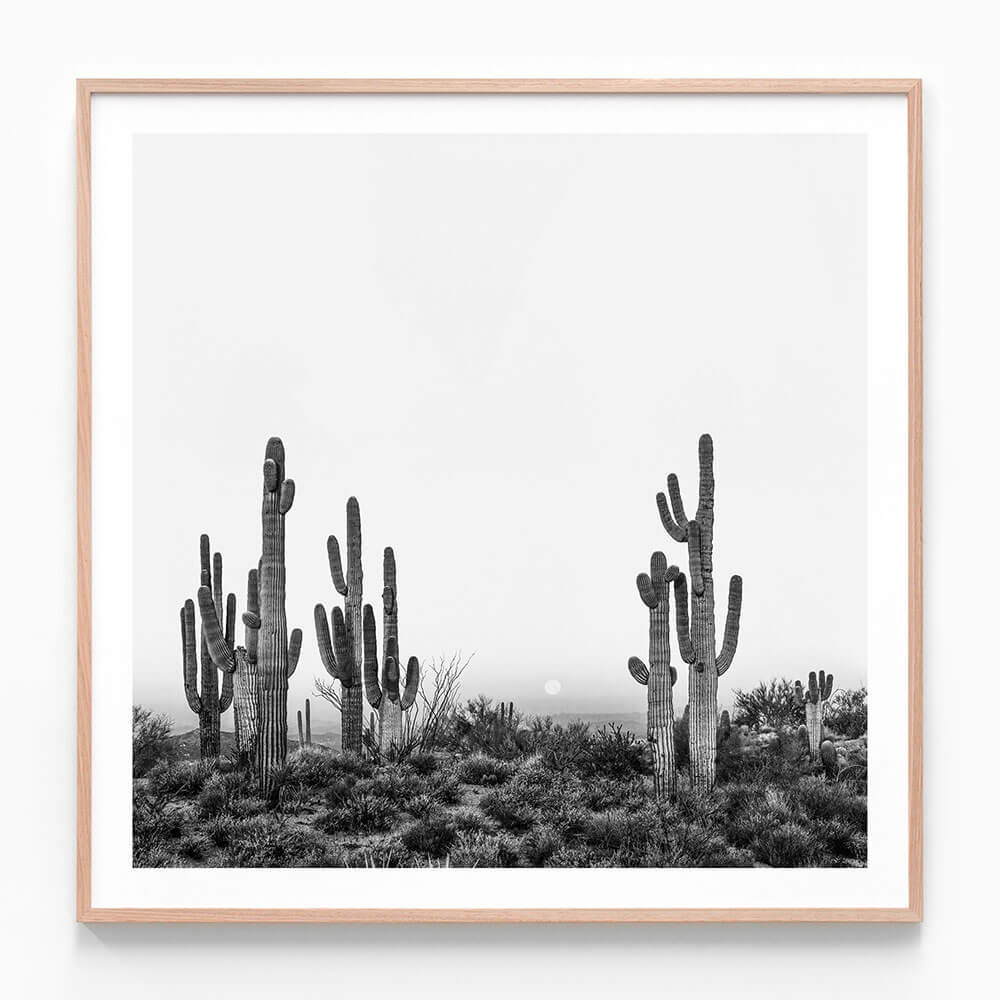 Saguaro Sunrise