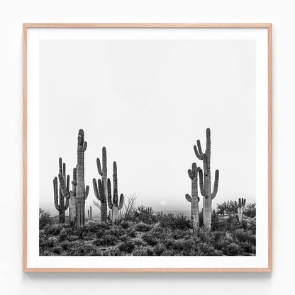 Saguaro Sunrise