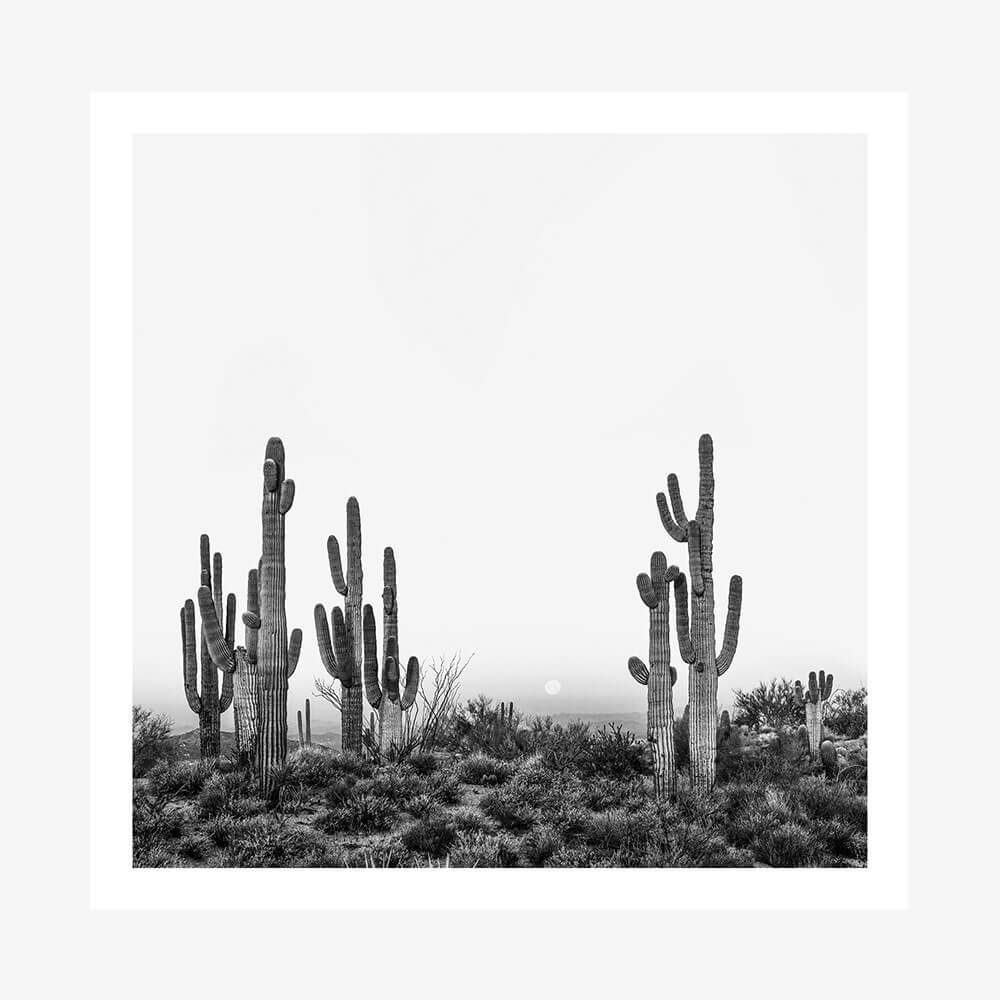 Saguaro Sunrise