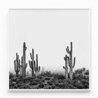 Saguaro Sunrise