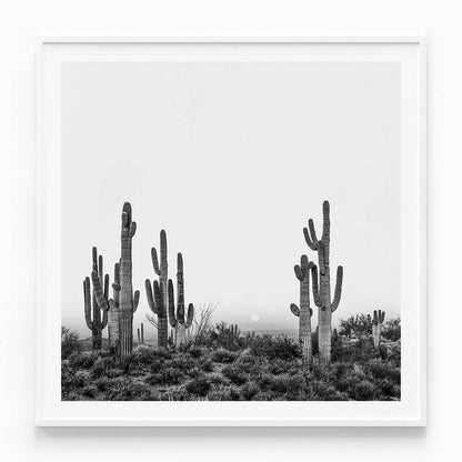 Saguaro Sunrise