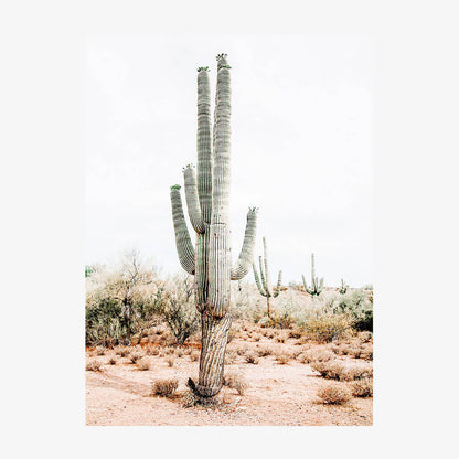 Saguaro