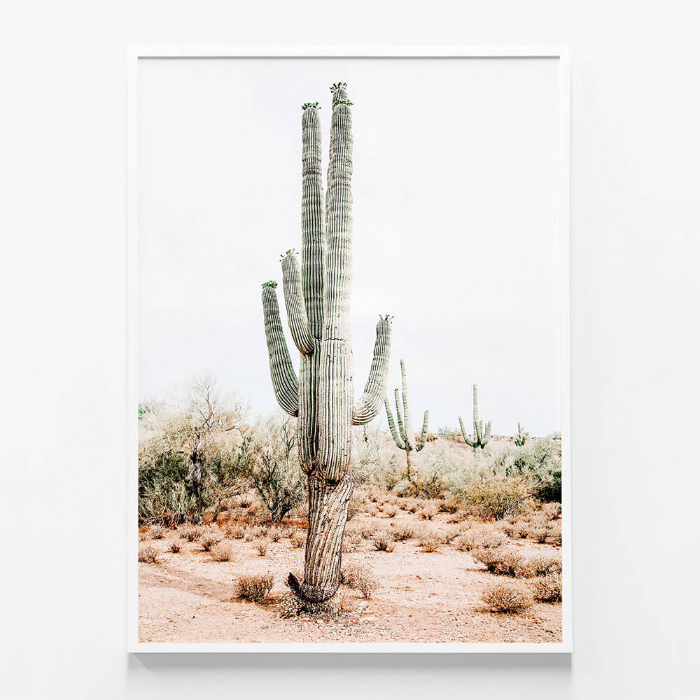 Saguaro