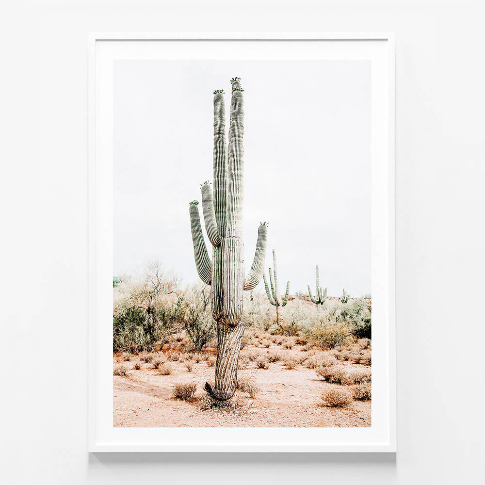 Saguaro