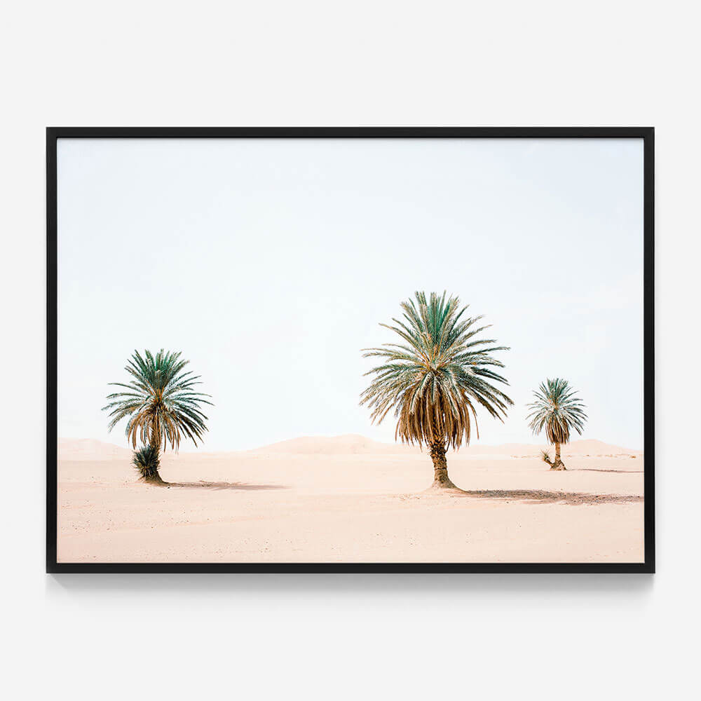 Sandy Palms