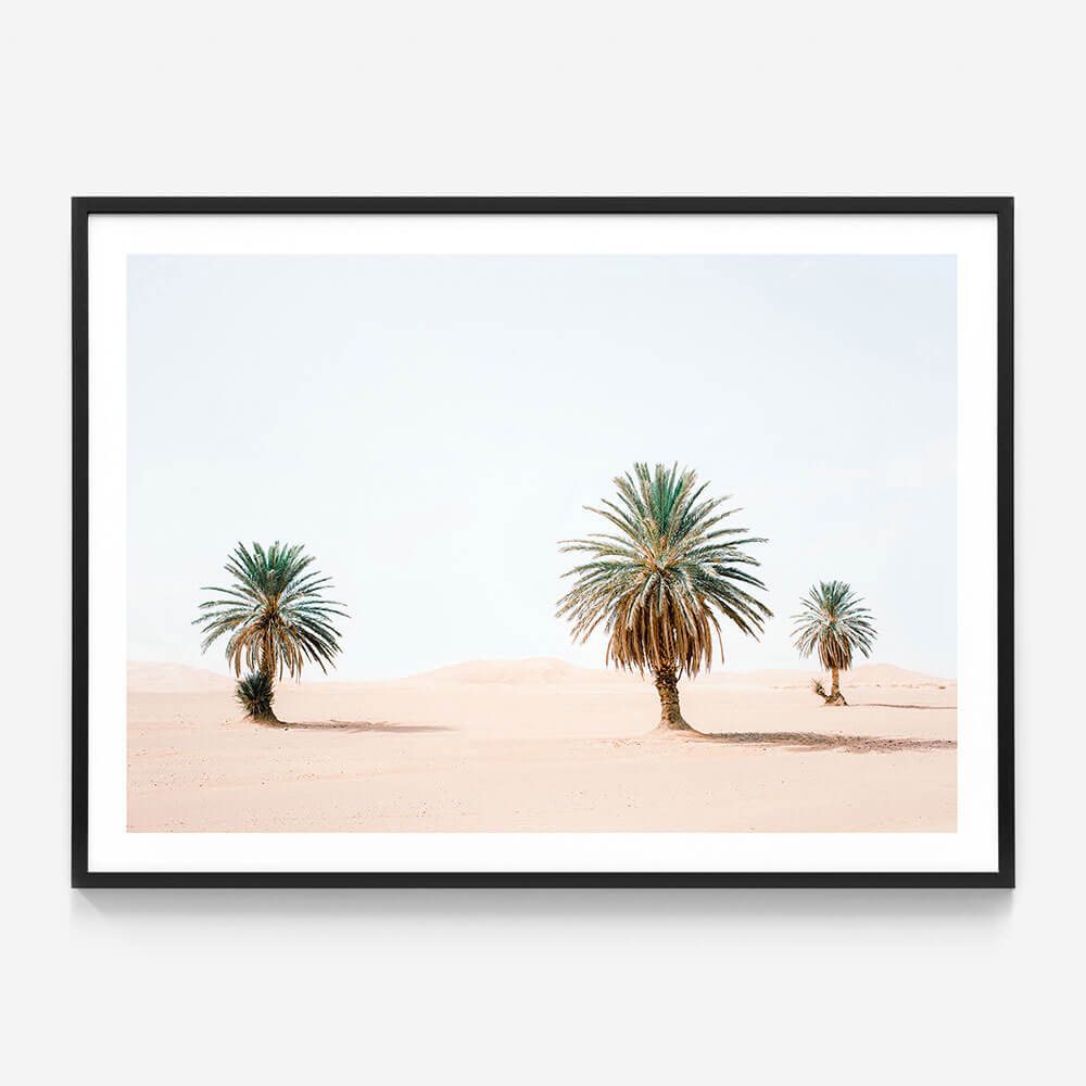 Sandy Palms