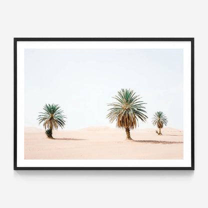 Sandy Palms