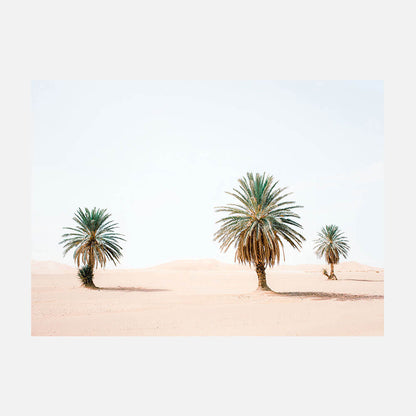 Sandy Palms