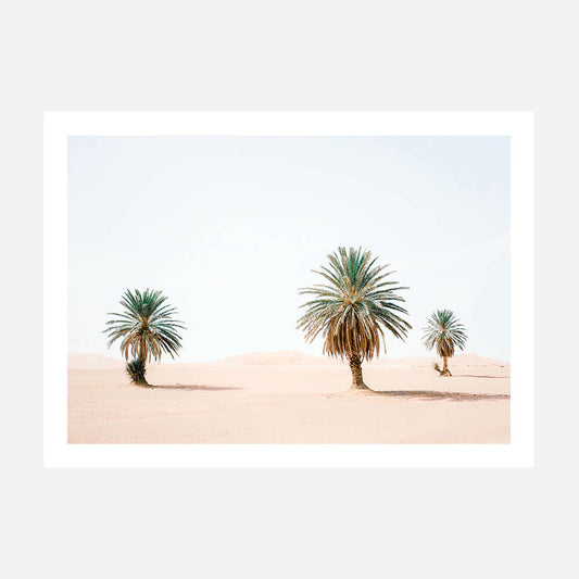 Sandy Palms
