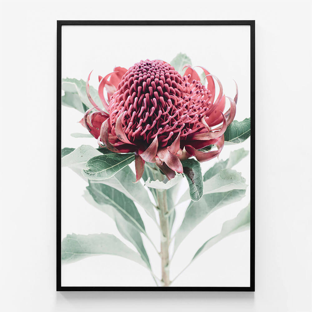 Scarlett Waratah