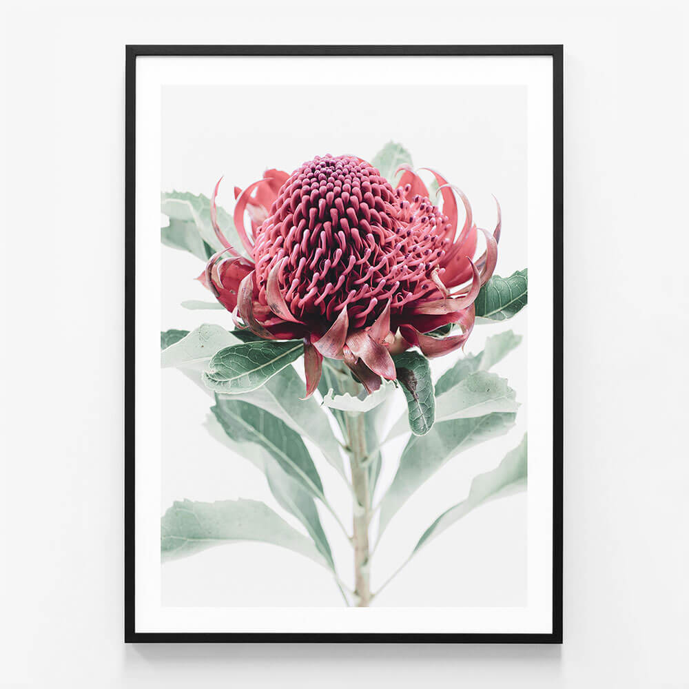 Scarlett Waratah