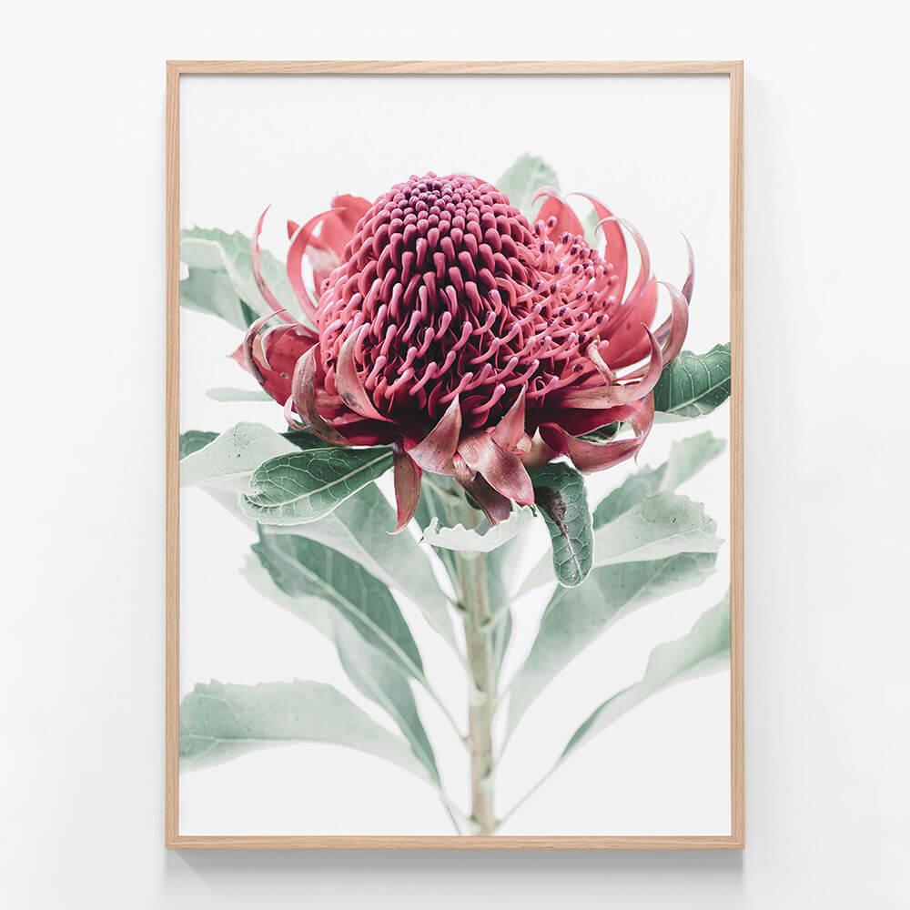 Scarlett Waratah