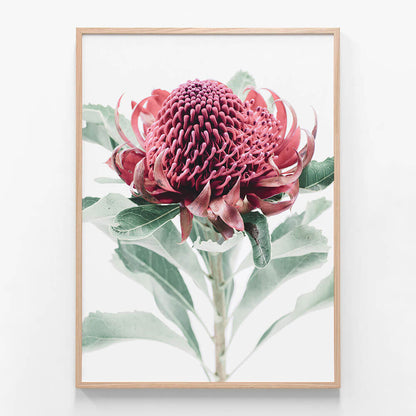 Scarlett Waratah