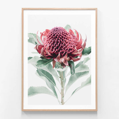 Scarlett Waratah