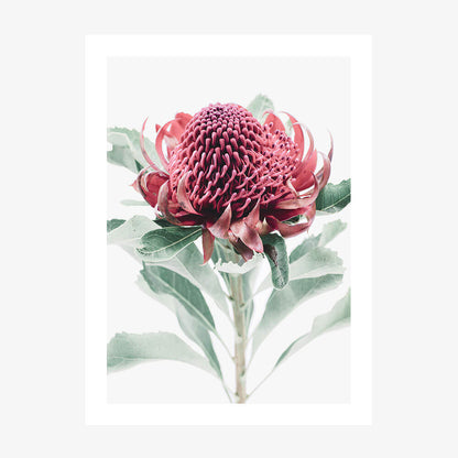 Scarlett Waratah