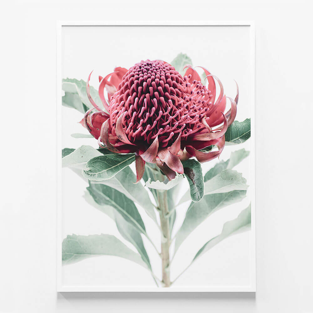 Scarlett Waratah
