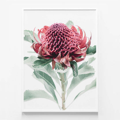 Scarlett Waratah