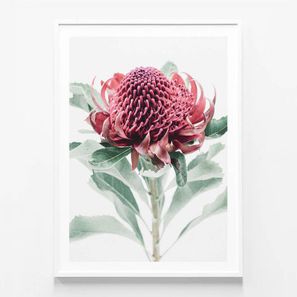 Scarlett Waratah