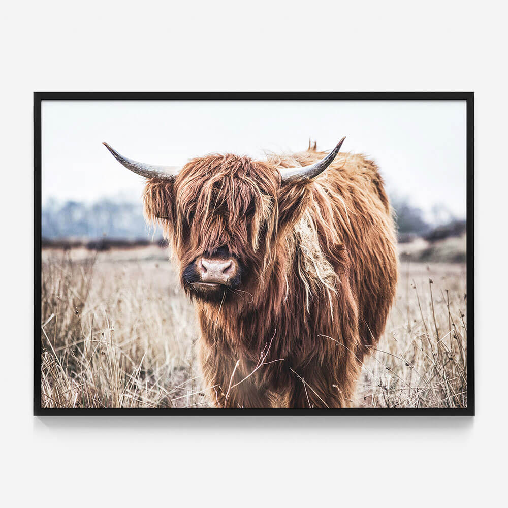 Scottish Cow
