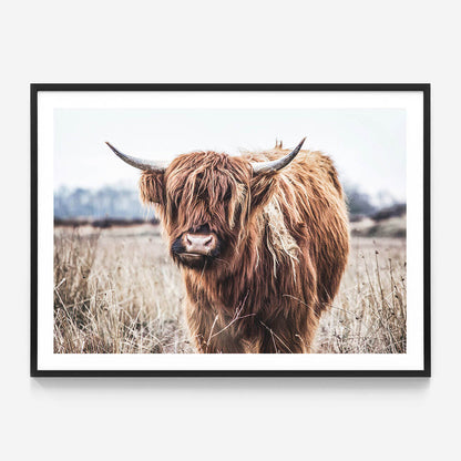 Scottish Cow