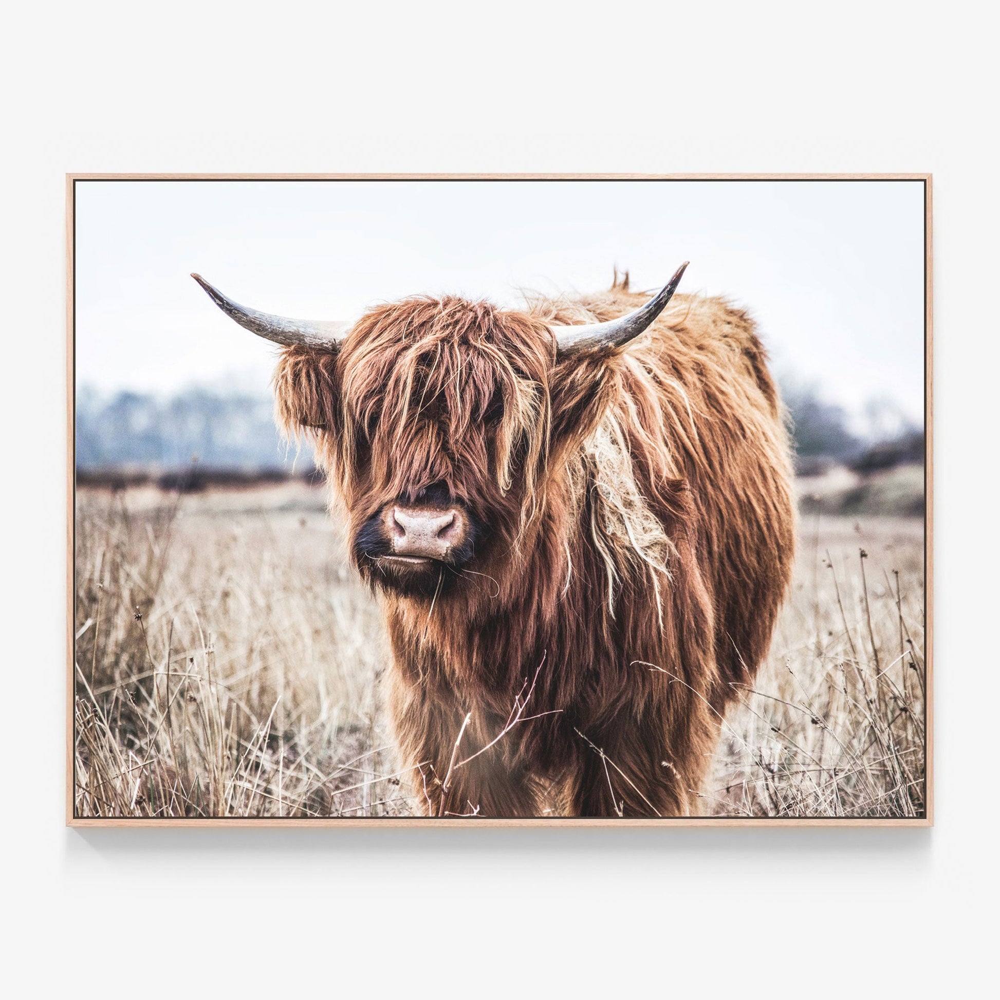 Scottish Highland Cow photo Canvas wall art print in oak frame