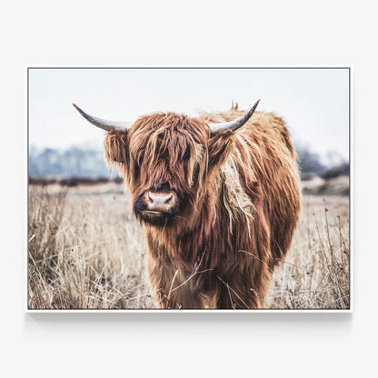 Scottish Cow Canvas