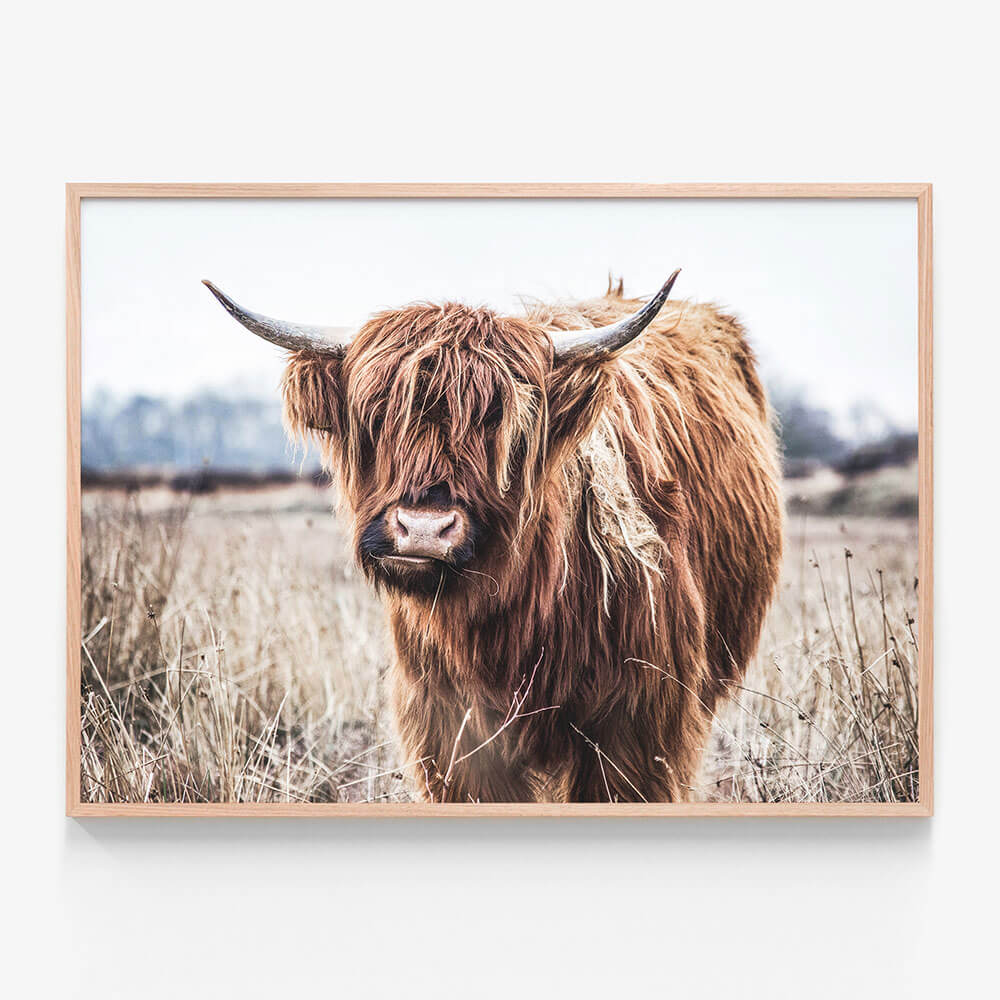 Scottish Cow