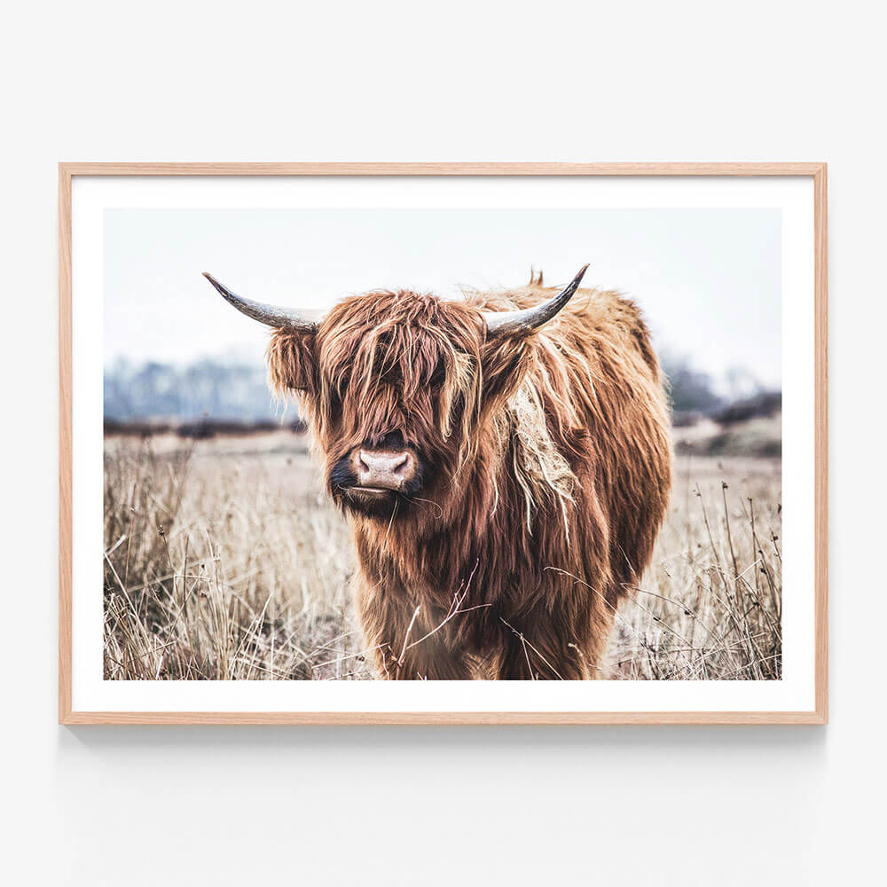 A framed photograph artwork of a Scottish highland cow with long hair and large horns, standing in a field with a flat landscape in the background.