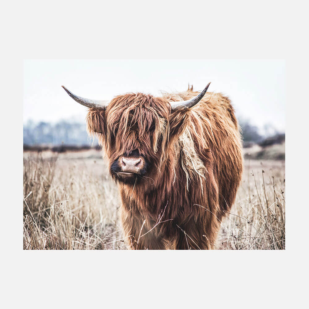 Scottish Cow