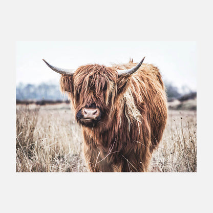 Scottish Cow