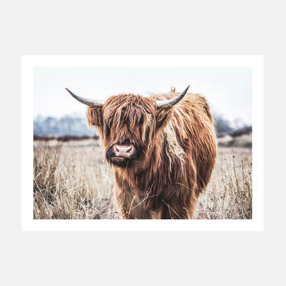A photography print of a highland cow with long hair and large horns, standing in a field with a flat landscape in the background.